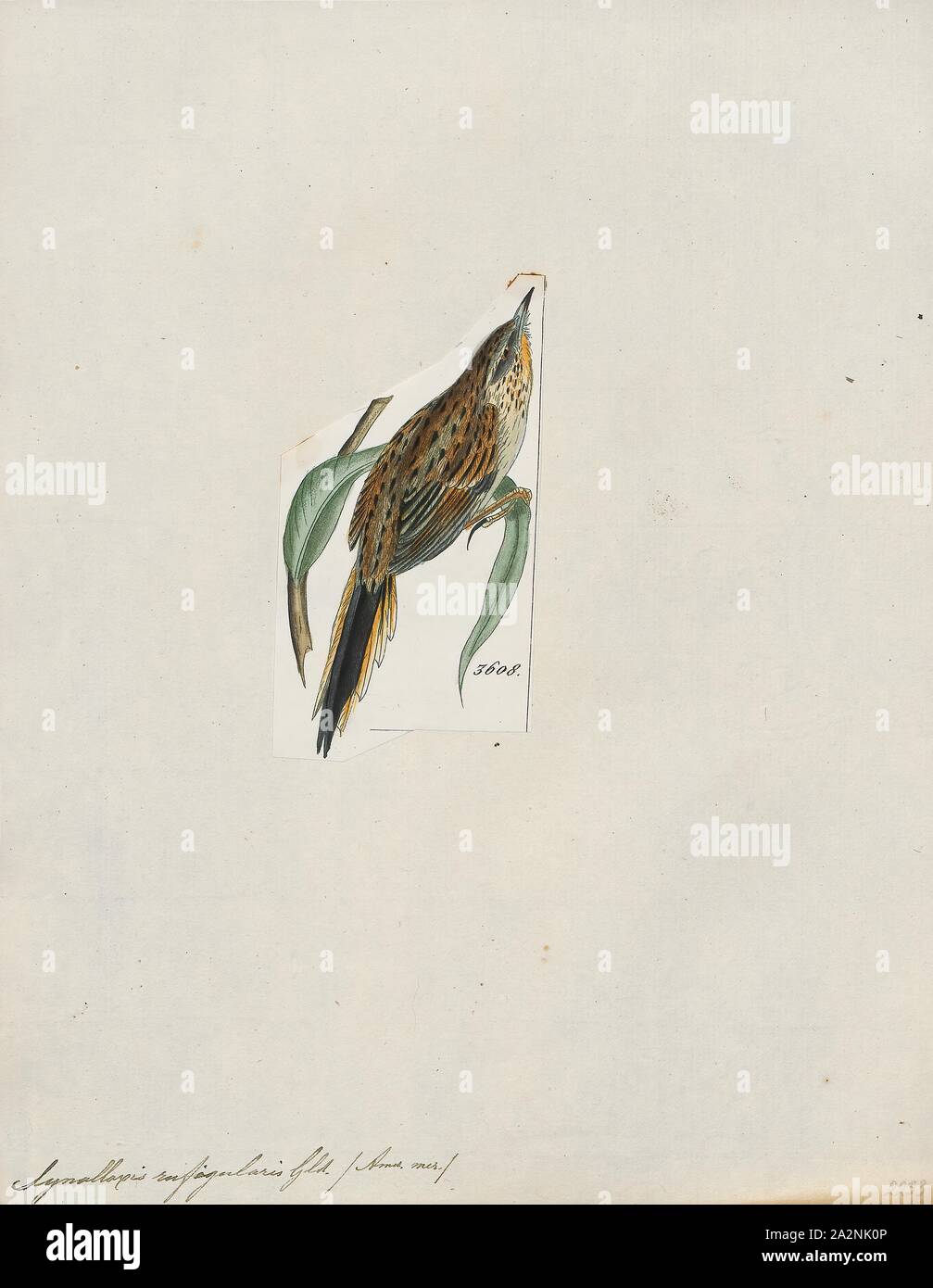 Synallaxis rufigularis, Print, Synallaxis is a genus of birds in the ovenbird family, Furnariidae., 1820-1860 Stock Photo