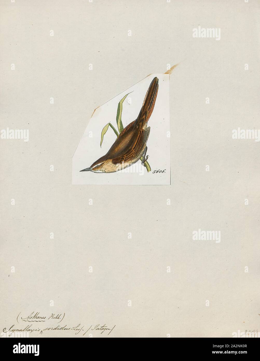 Synallaxis sordida, Print, Synallaxis is a genus of birds in the ovenbird family, Furnariidae., 1820-1860 Stock Photo