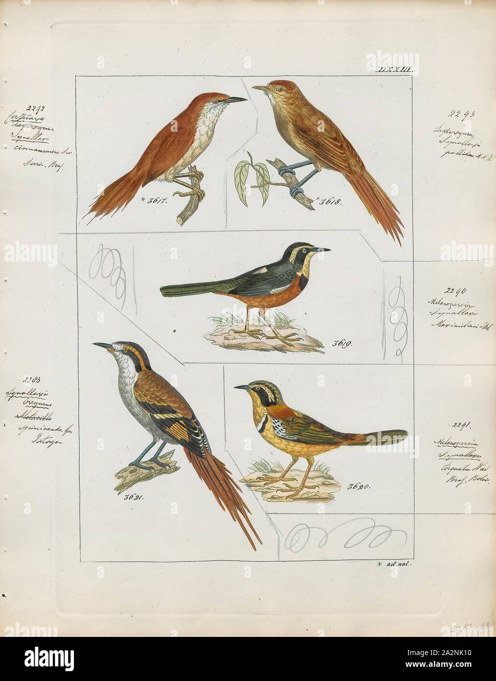 Synallaxis spinicauda, Print, Synallaxis is a genus of birds in the ovenbird family, Furnariidae., 1820-1860 Stock Photo
