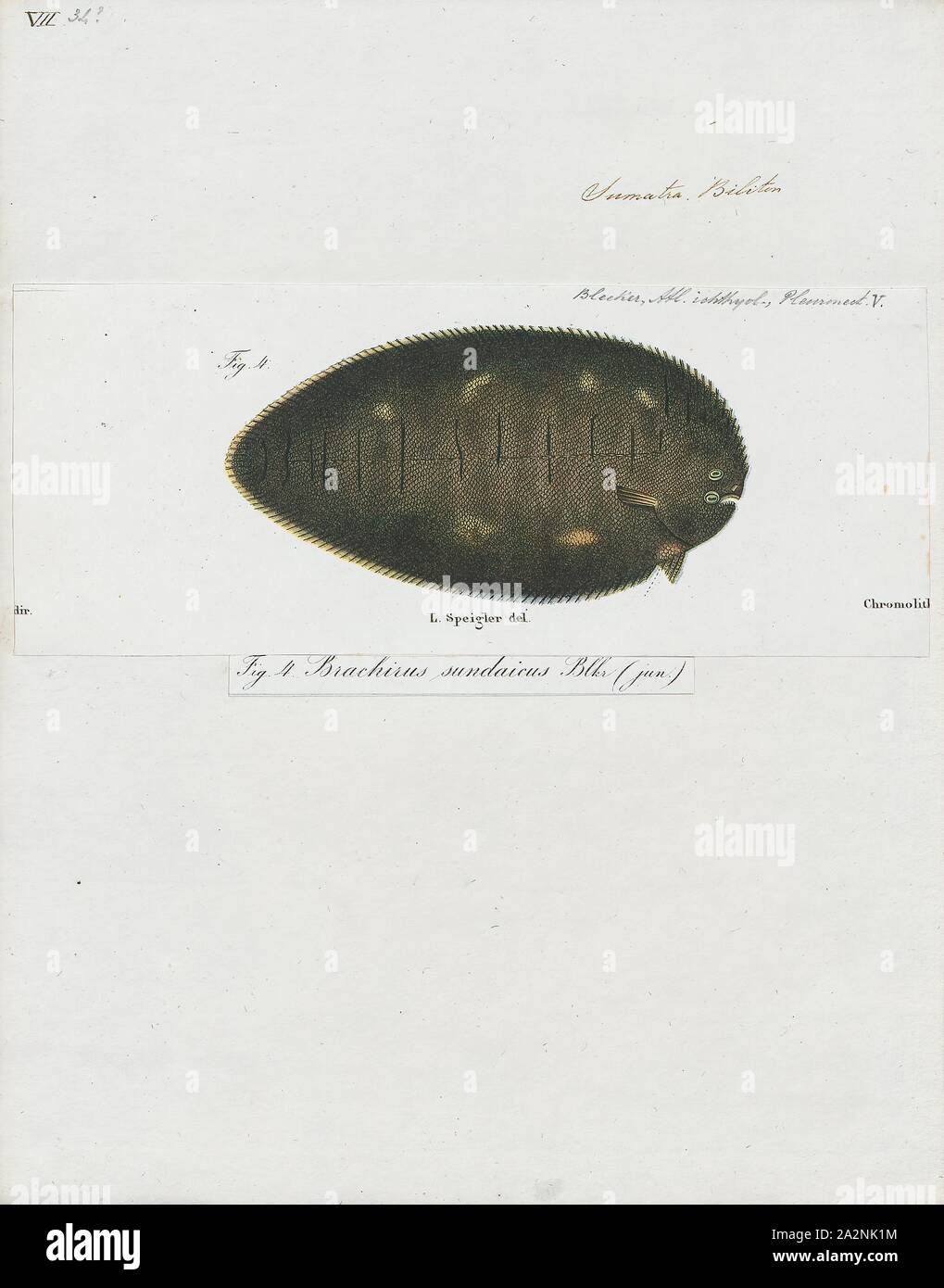 Synaptura orientalis, Print, 1866-1872 Stock Photo
