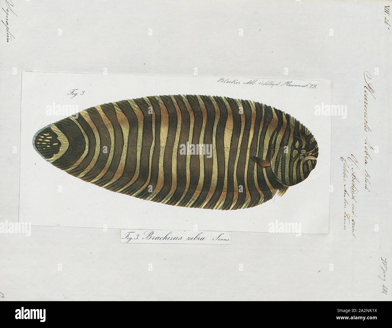 Synaptura zebra, Print, 18661872 Stock Photo Alamy