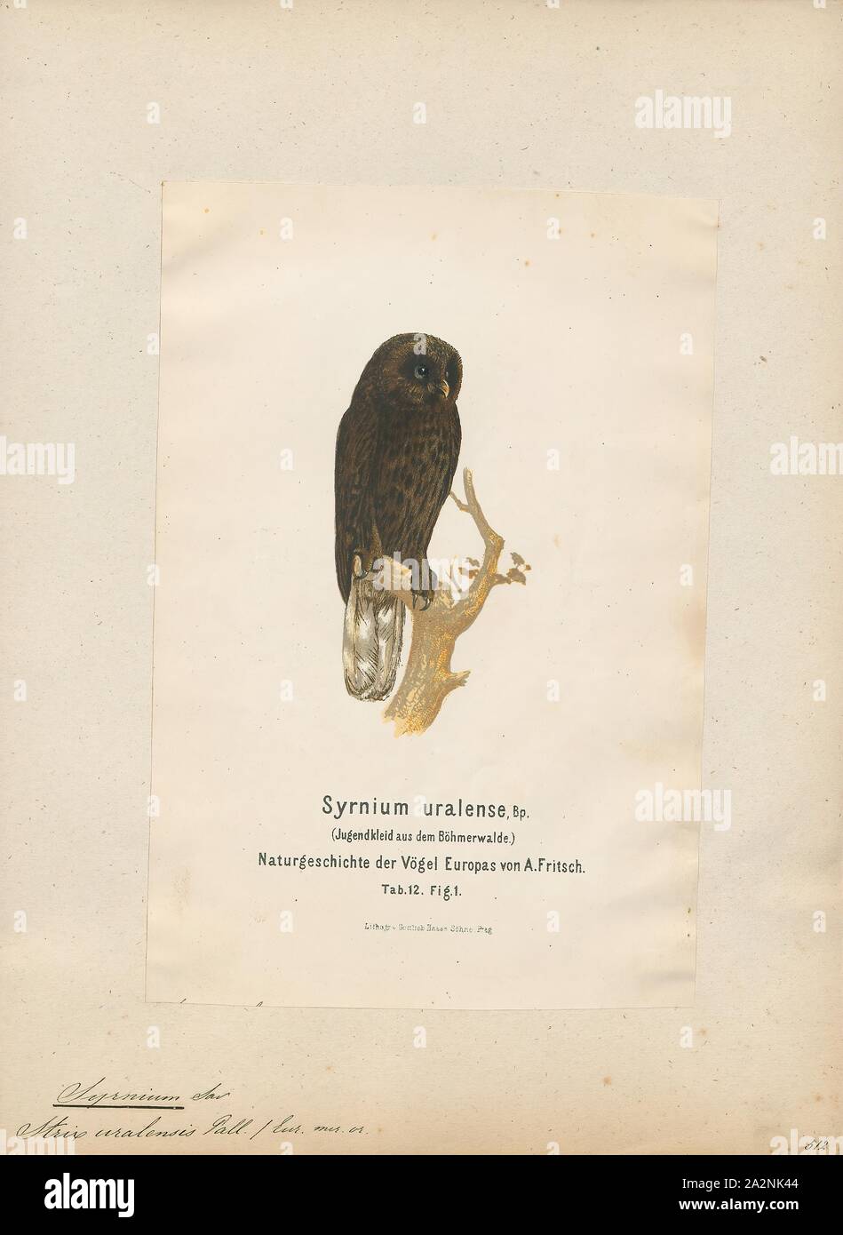 Syrnium uralense, Print, 1870-1871 Stock Photo