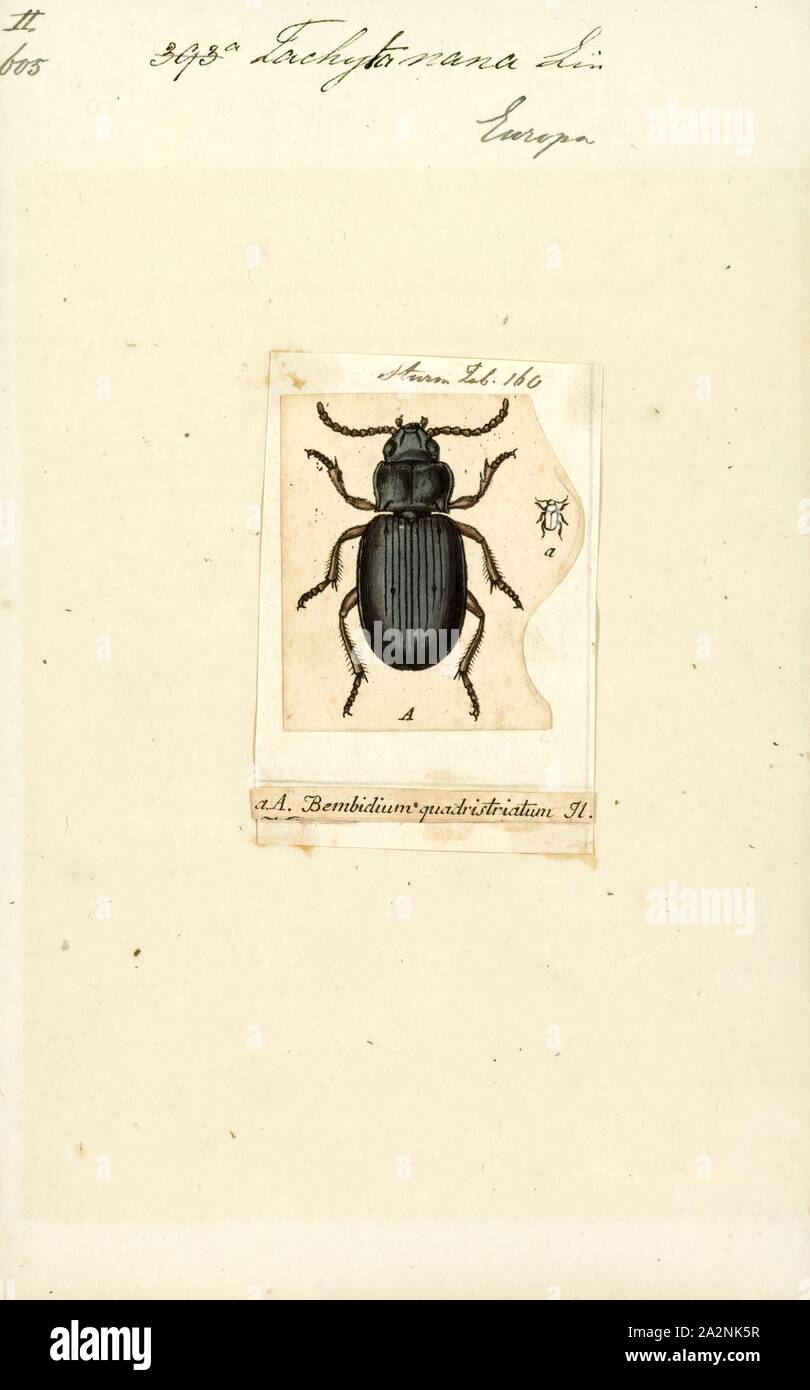 Tachyta, Print, Tachyta is a genus of ground beetles in the family Carabidae. There are at least 30 described species in Tachyta Stock Photo