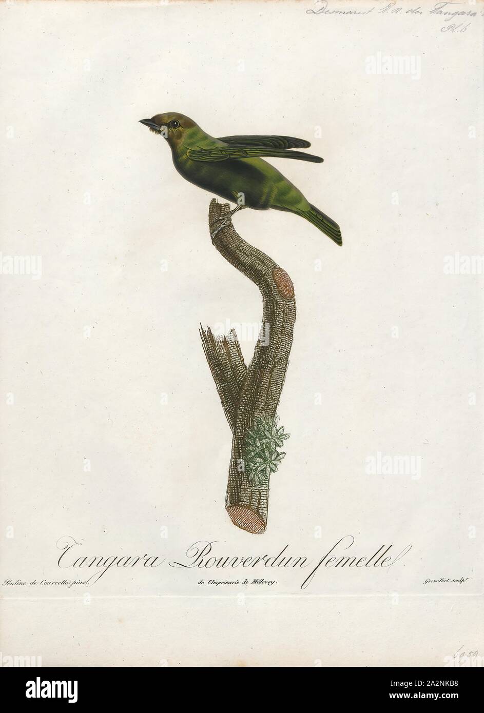 Tangara gyrola, Print, The bay-headed tanager (Tangara gyrola) is a medium-sized passerine bird. This tanager is a resident breeder in Costa Rica, Panama, South America south to Ecuador, Bolivia and southern Brazil, and on Trinidad., 1805 Stock Photo