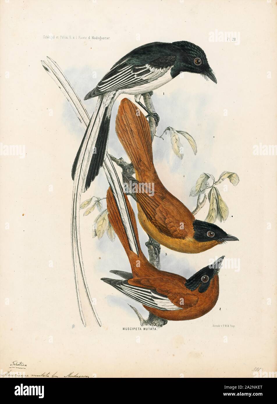 Tchitrea mutata, Print, The paradise flycatchers (Terpsiphone), are a genus of bird in the family Monarchidae. The genus ranges across Africa and Asia, as well as a number of islands. A few species are migratory, but the majority are resident. The most telling characteristic of the genus is the long tail streamers of the males of many species. In addition to the long tails the males and females are sexually dimorphic and have rufous, black and white plumage., 1868 Stock Photo