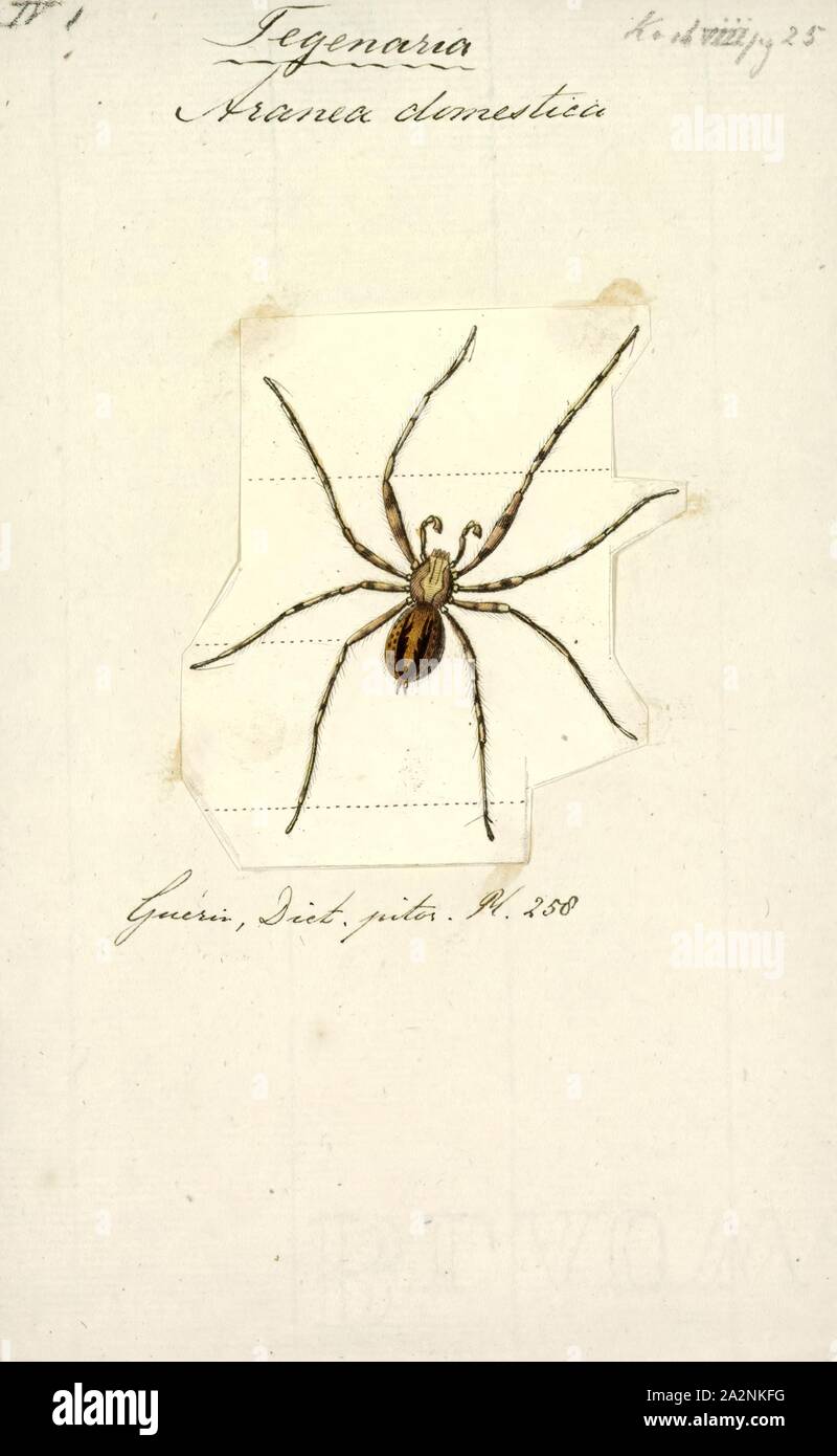Tegenaria, Print, Tegenaria is a genus of fast-running funnel weavers that occupy much of the Northern Hemisphere except for Japan and Indonesia. It was first described by Pierre André Latreille in 1804, though many of its species have been moved elsewhere. The majority of these were moved to Eratigena, including the giant house spider (Eratigena atrica) and the hobo spider (Eratigena agrestis Stock Photo