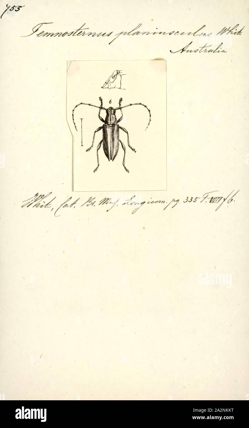 Temnosternus, Print, Temnosternus is a genus of longhorn beetles of the