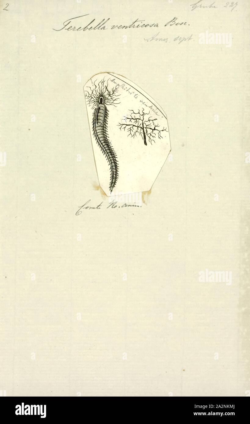 Terebella ventricosa, Print Stock Photo