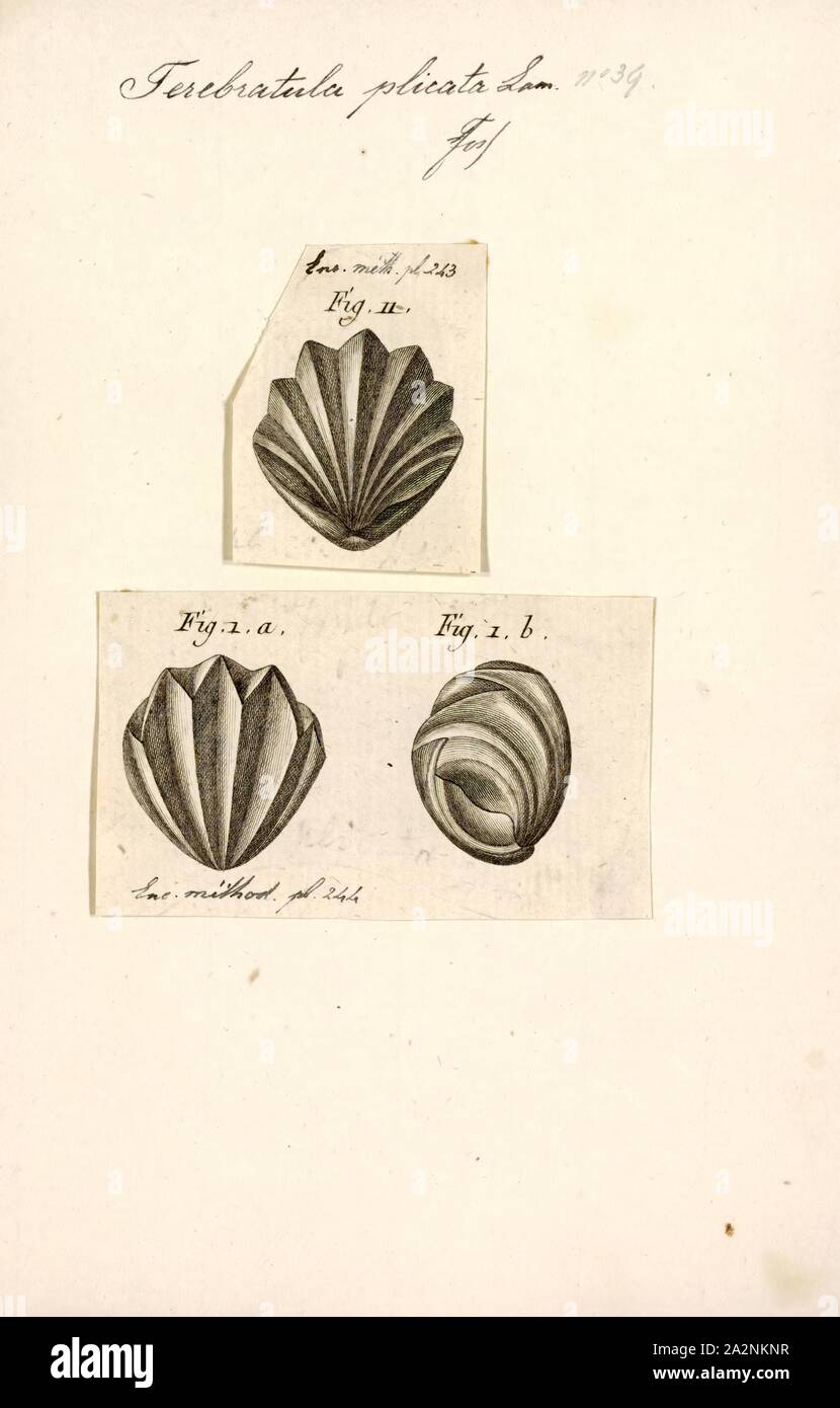 Terebratula plicata, Print, Terebratula is a modern genus of brachiopods with a fossil record dating back to the Late Devonian. These brachiopods are stationary epifaunal suspension feeders and have a worldwide distribution Stock Photo