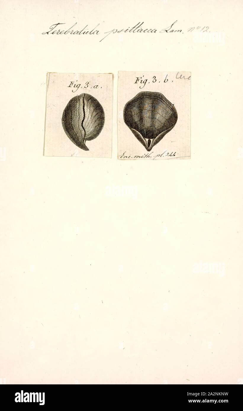 Terebratula Psittacea Print Terebratula Is A Modern Genus Of