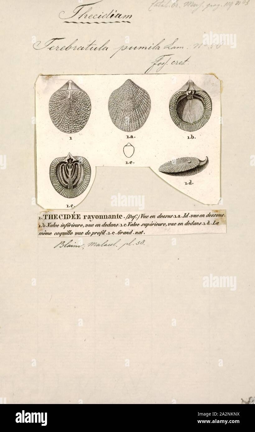 Terebratula pumila, Print, Terebratula is a modern genus of brachiopods with a fossil record dating back to the Late Devonian. These brachiopods are stationary epifaunal suspension feeders and have a worldwide distribution Stock Photo