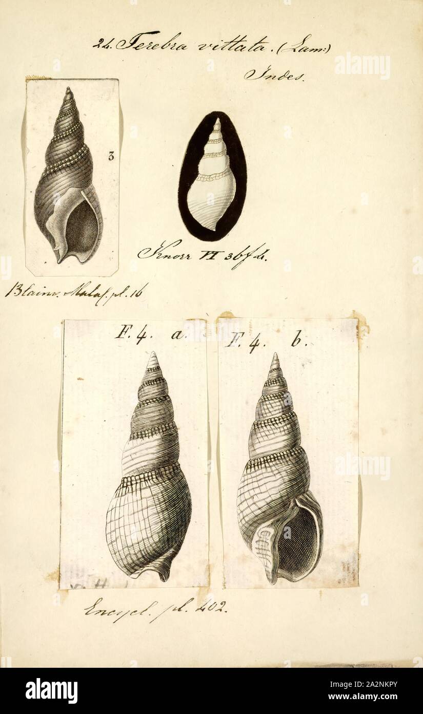 Terebra vittata, Print, Terebra is a genus of small to large-sized predatory sea snails, marine gastropod mollusks in the family Terebridae, the auger snails Stock Photo