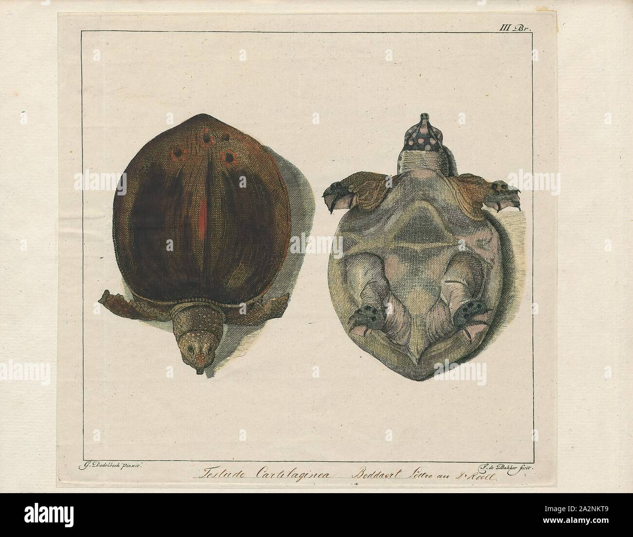 Testudo cartilaginea, Print, The Asiatic softshell turtle or black-rayed softshell turtle (Amyda cartilaginea) is a species of softshell turtle in the Trionychidae family. It is not the only softshell turtle in Asia (most trionychines are Asian)., 1700-1880 Stock Photo