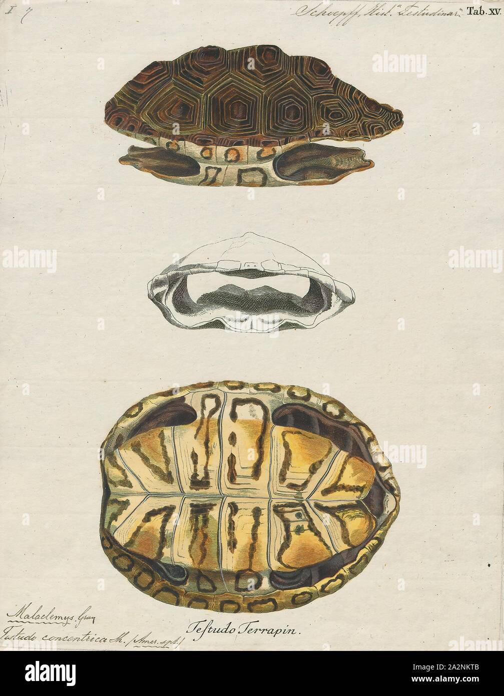 Testudinata Shell Testudo concentrica, Print, shell Stock Photo - Alamy