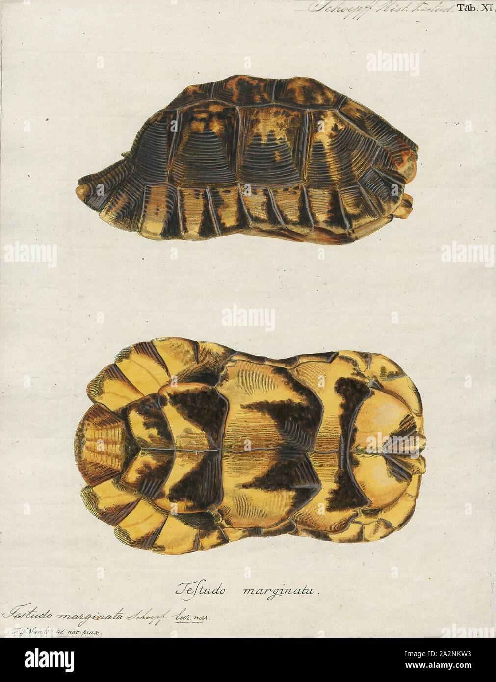 Testudo marginata, Print, The marginated tortoise (Testudo marginata) is a  species of tortoise in the family Testudinidae. The species is endemic to  Greece, Italy, and the Balkans in Southern Europe. It is
