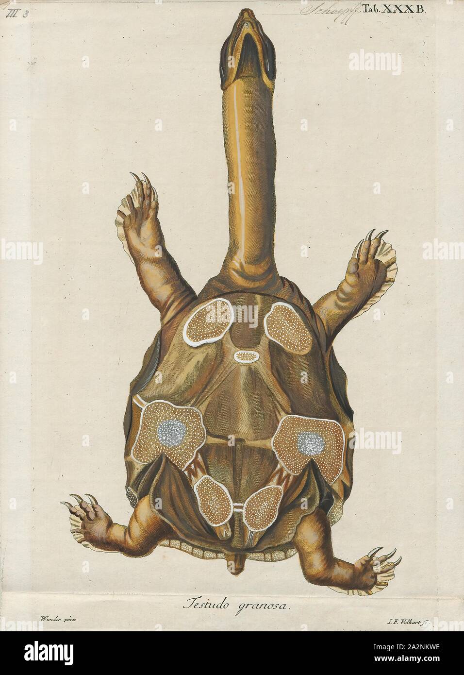 Testudo punctata, Print, The Indian flapshell turtle (Lissemys punctata) is a freshwater species of turtle found in South Asia. The “flap-shelled” name stems from the presence of femoral flaps located on the plastron. These flaps of skin cover the limbs when they retract into the shell. It is unclear what protection the flaps offer against predators. Indian flapshell turtles are widespread and common in the South Asian provinces., stomach side Stock Photo