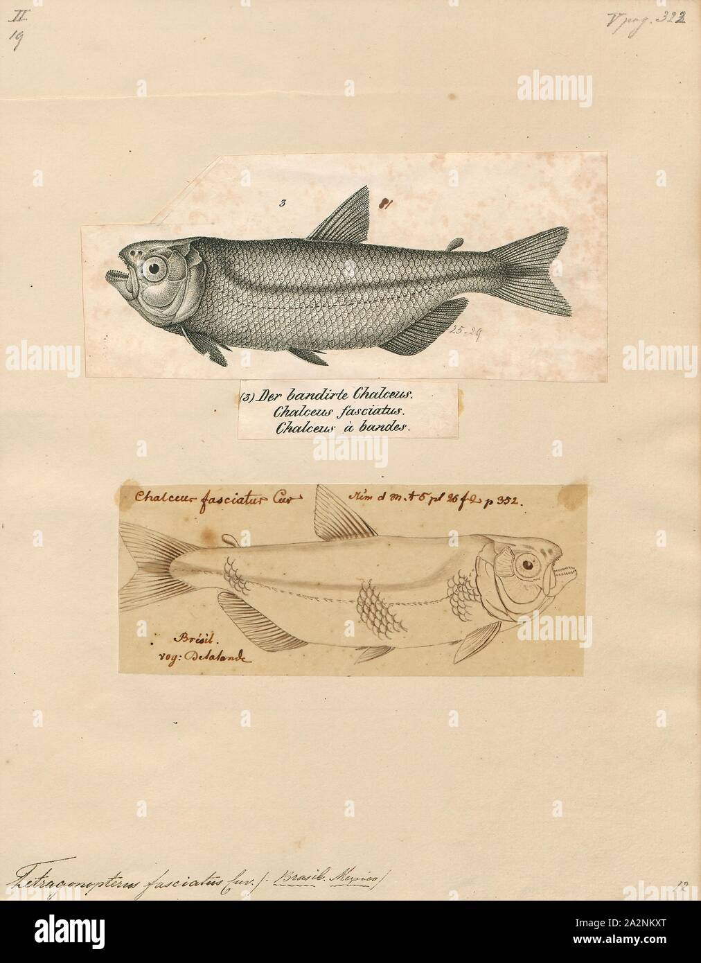 Tetragonopterus fasciatus, Print, Tetragonopterus is a genus of fish in the family Characidae native to South America., 1700-1880 Stock Photo