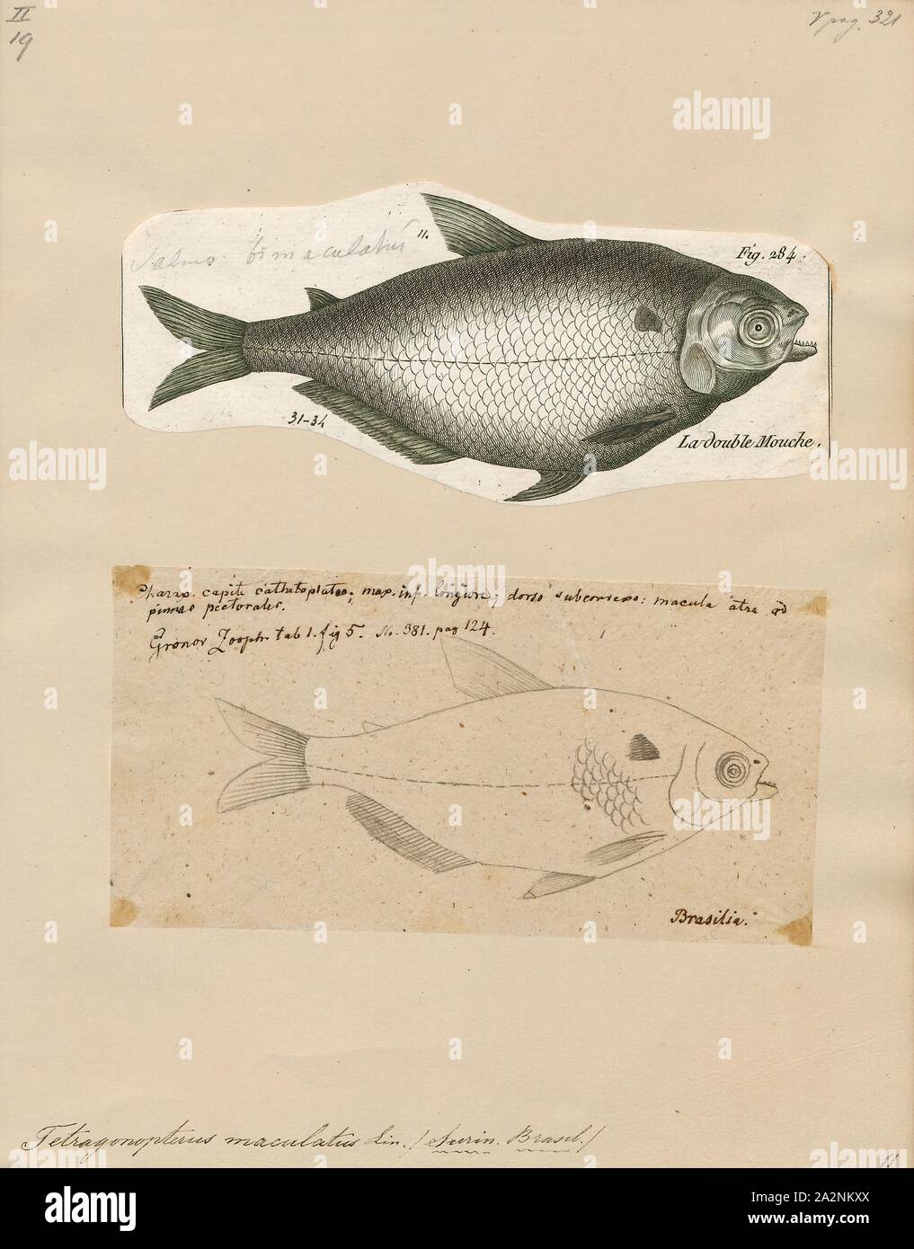 Tetragonopterus maculatus, Print, Tetragonopterus is a genus of fish in the family Characidae native to South America., 1700-1880 Stock Photo
