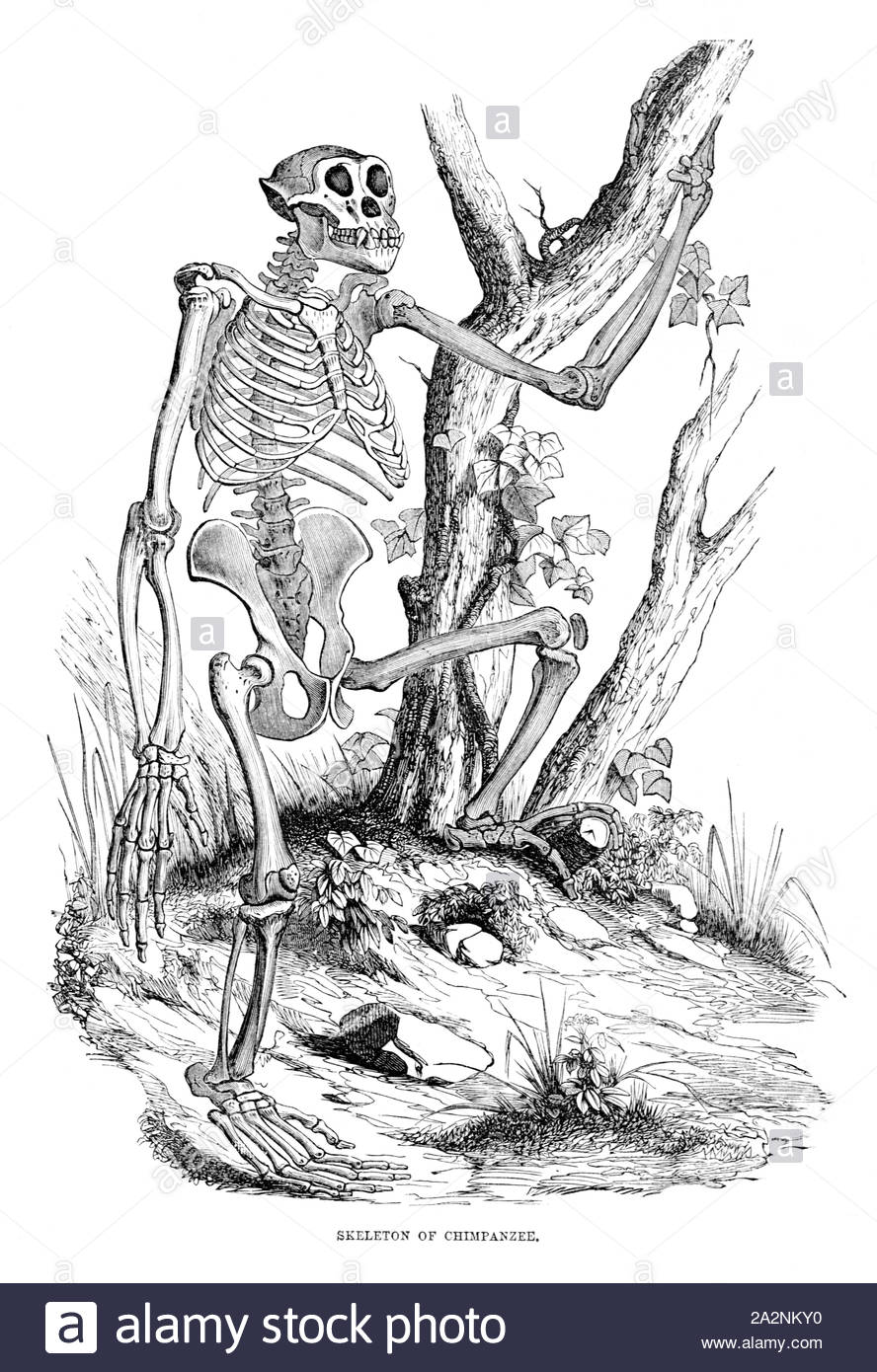 Skeleton of a Chimpanzee, vintage illustration from 1880 Stock Photo
