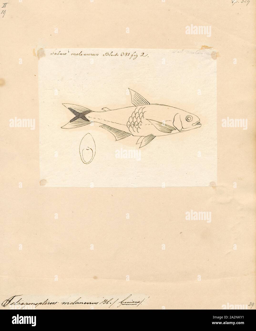 Tetragonopterus melanurus, Print, Tetragonopterus is a genus of fish in the family Characidae native to South America., 1700-1880 Stock Photo