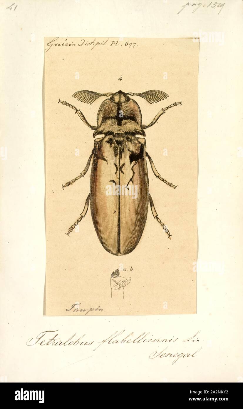 Tetralobus, Print, Tetralobus is a genus of click beetle belonging to the family Elateridae Stock Photo