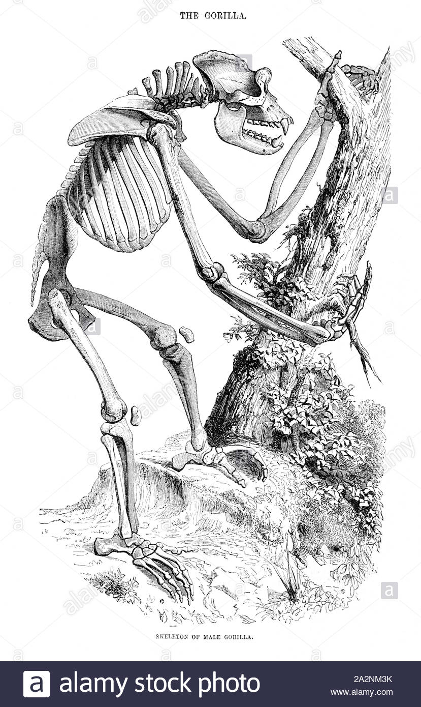 Skeleton of a male Gorilla, vintage illustration from 1880 Stock Photo