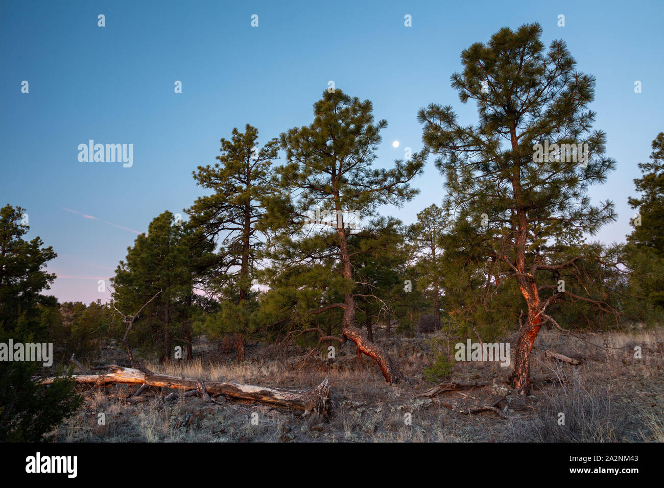 The moon shining through ponderosa pine trees along the Trail. El Malpais National