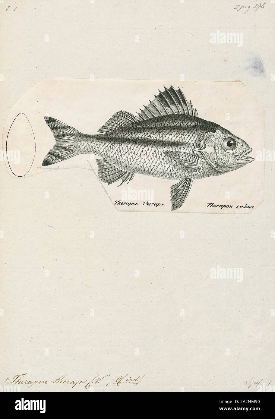 Therapon theraps hires stock photography and images Alamy