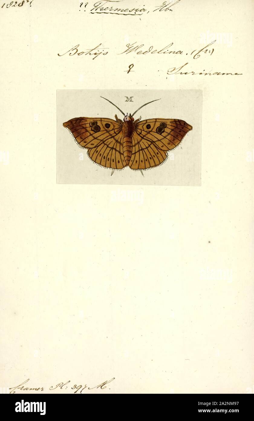 Thermesia, Print, Thermesia is a genus of moths of the family Noctuidae  erected by Jacob Hübner