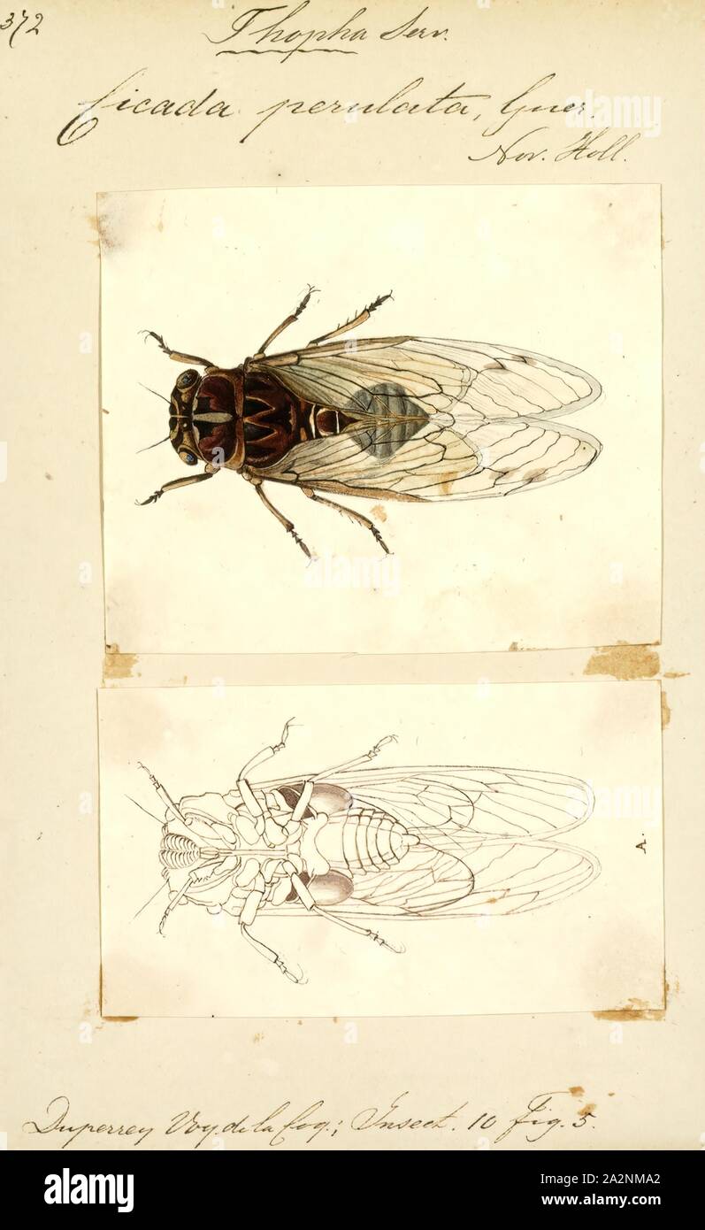 Thopha, Print, Thopha is a genus of cicada native to Australia. Five species are recognised, the double drummer (Thopha saccata), the northern double drummer (T. sessiliba), the golden drummer (T. colorata), T. emmotti and T. hutchinsoni. Within sessiliba, two subspecies are recognized, the nominotypical form and T. sessiliba clamoris Moulds and Hill Stock Photo