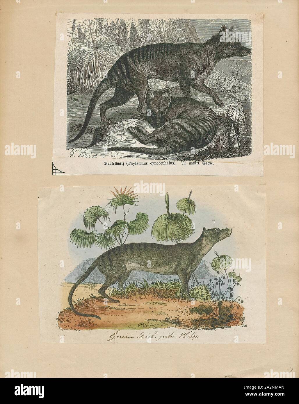 Thylacinus cynocephalus, Print, The thylacine (Thylacinus cynocephalus), now extinct, is one of the largest known carnivorous marsupials, evolving about 4 million years ago. The last known live animal was captured in 1933 in Tasmania. It is commonly known as the Tasmanian tiger because of its striped lower back, or the Tasmanian wolf because of its canid-like characteristics. It was native to Tasmania, New Guinea, and the Australian mainland., 1700-1880 Stock Photo