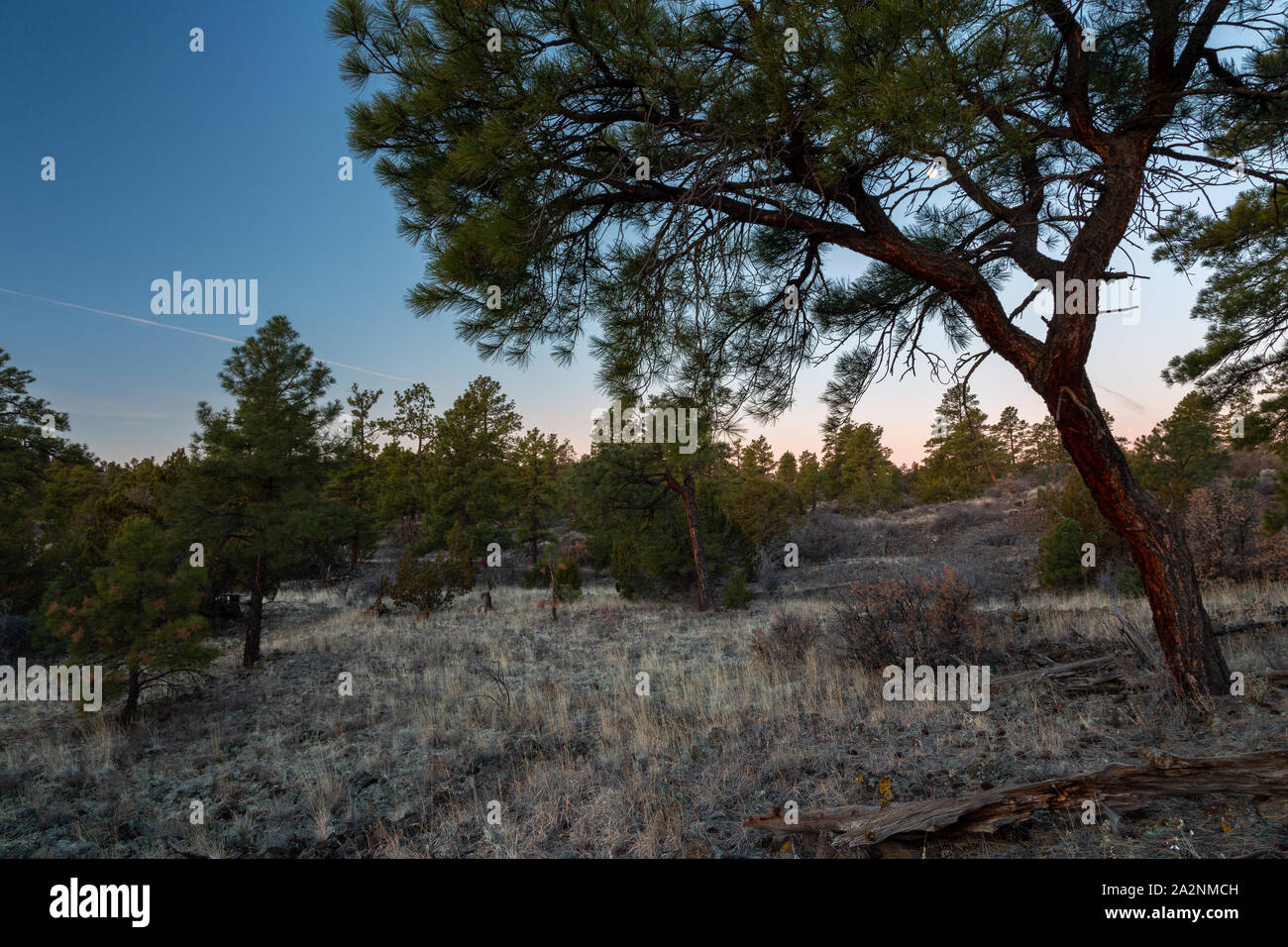 Ponderosa pine trees growing along hills from dried lava flows along