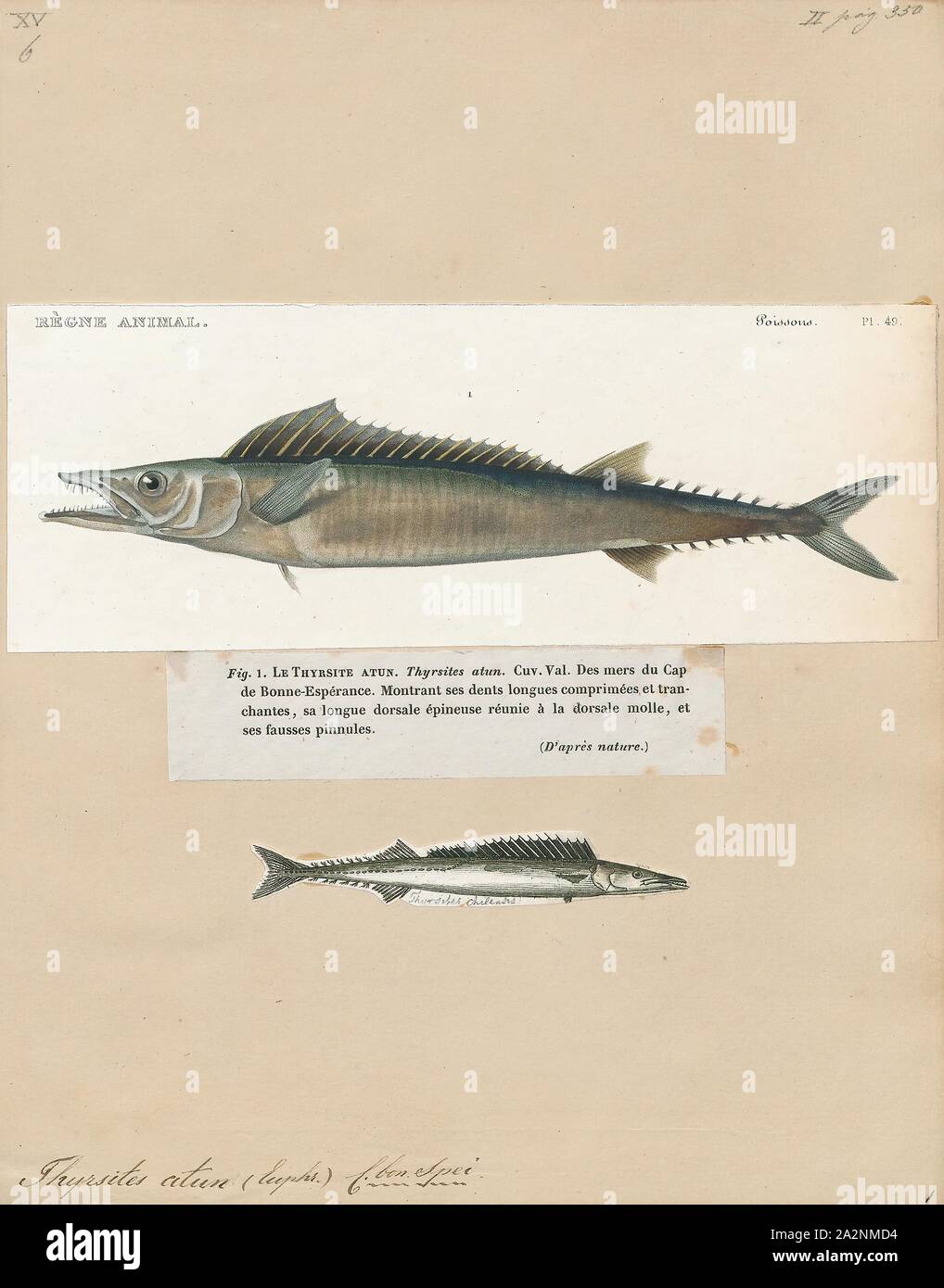 Thyrsites atun, Print, Thyrsites atun (Euphrasén, 1791), the snoek, is a long, thin species of snake mackerel found in the seas of the Southern Hemisphere. This fish can reach a length of 200 centimetres (79 in) SL though most do not exceed 75 centimetres (30 in) SL. The maximum recorded weight for this species is 6 kilograms (13 lb). It is very important to commercial fisheries and is also a popular game fish. It is currently the only known member of its genus. It is also known in Australasia as barracouta though it is not closely related to the barracuda., 1700-1880 Stock Photo