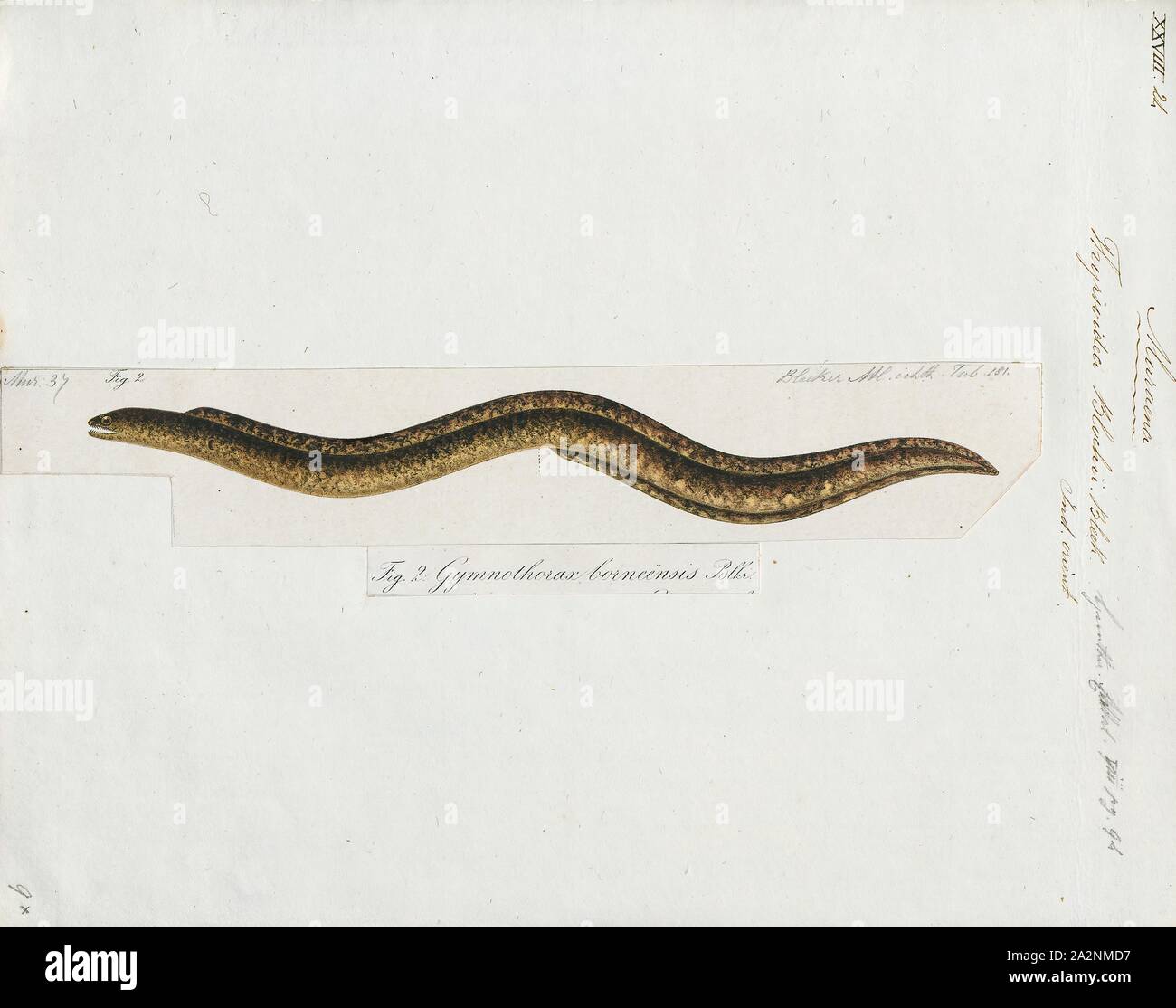 Thyrsoidea blochii, Print, 1864 Stock Photo