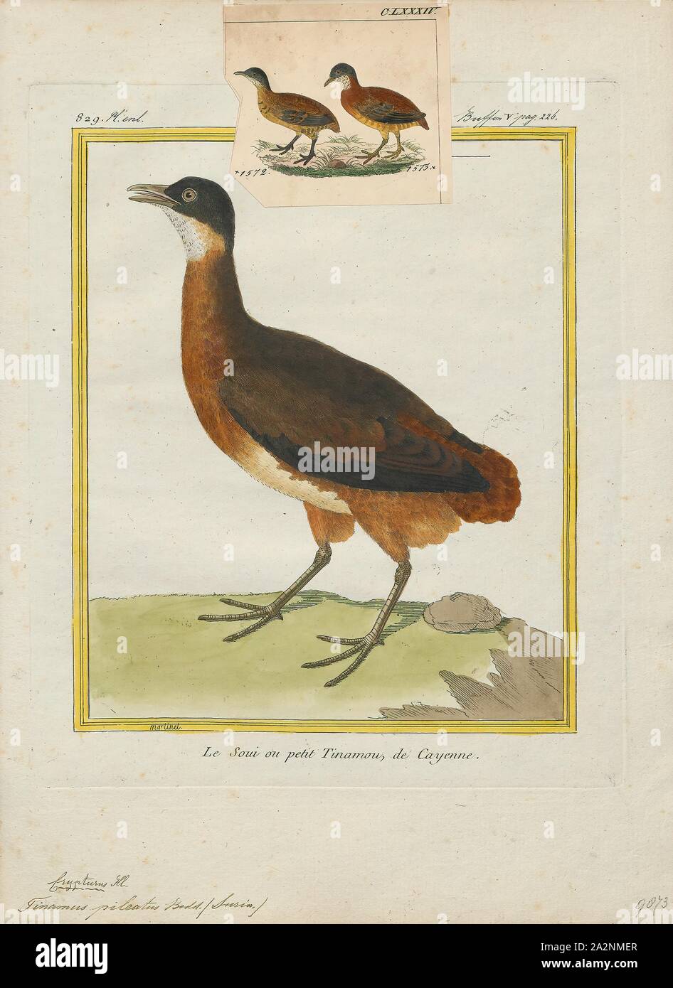 Tinamus pileatus, Print, Tinamus is a genus of birds in the tinamou family. This genus comprises some of the larger members of this South American family., 1700-1880 Stock Photo