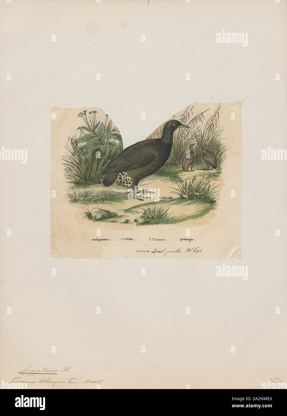Tinamus tataupa, Print, Tinamus is a genus of birds in the tinamou family. This genus comprises some of the larger members of this South American family., 1833-1839 Stock Photo
