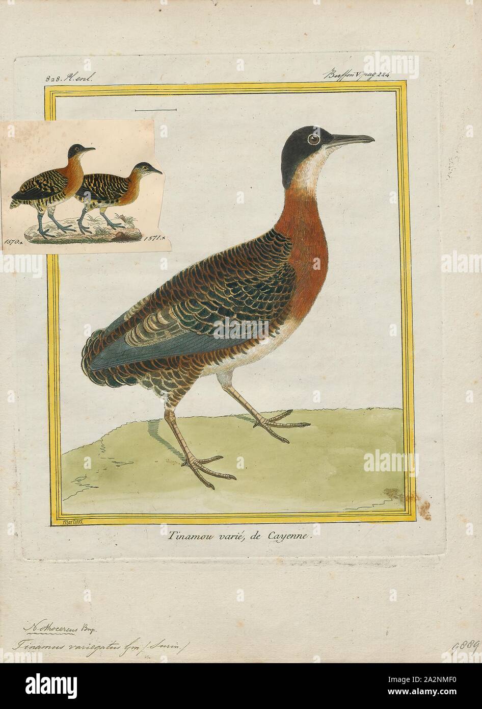 Tinamus variegatus, Print, Tinamus is a genus of birds in the tinamou family. This genus comprises some of the larger members of this South American family., 1700-1880 Stock Photo