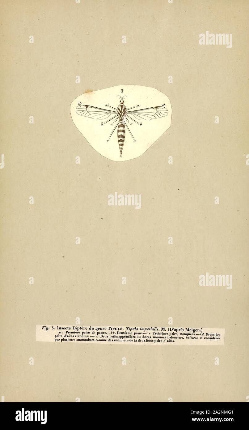 Tipula, Print, Tipula is a very large insect genus in the fly family Tipulidae. They are commonly known as crane flies or daddy longlegs. Worldwide there are well over a thousand species Stock Photo