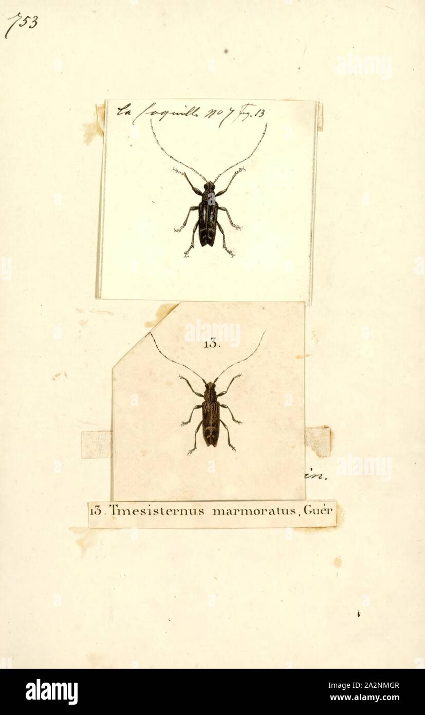 Tmesisternus, Print, Tmesisternus is a genus of longhorn beetles belonging to the family Cerambycidae, subfamily Lamiinae Stock Photo