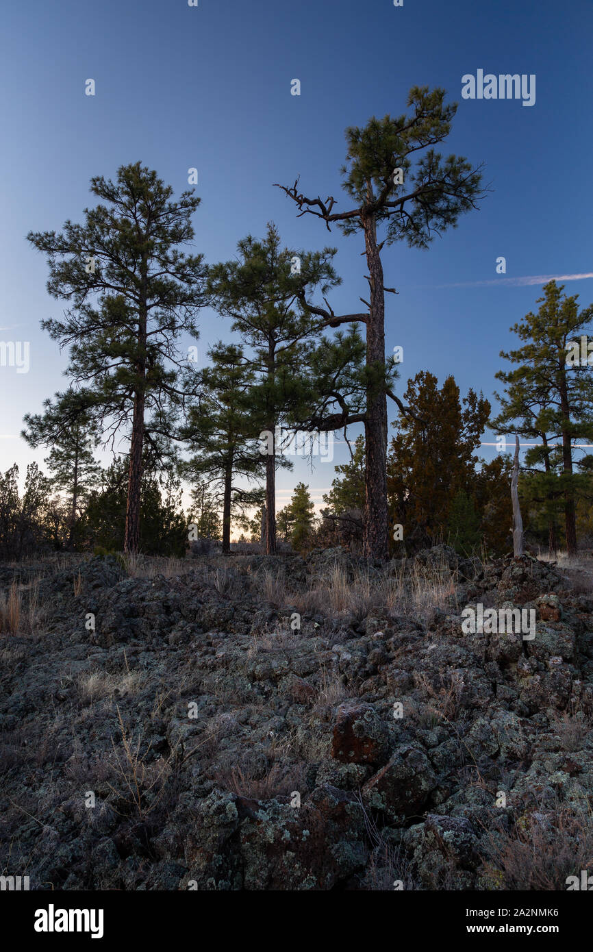 Ponderosa pine trees growing on old lava flows along the