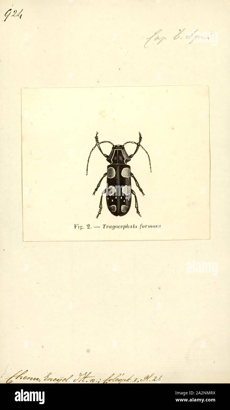 Tragocephala, Print, Tragocephala is a genus of flat-faced longhorn beetles belonging to the family Cerambycidae Stock Photo