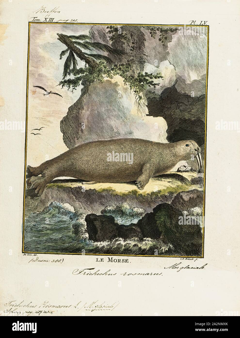 Trichechus rosmarus, Print, The walrus (Odobenus rosmarus) is a large flippered marine mammal with a discontinuous distribution about the North Pole in the Arctic Ocean and subarctic seas of the Northern Hemisphere. The walrus is the only living species in the family Odobenidae and genus Odobenus. This species is subdivided into two subspecies: the Atlantic walrus (O. r. rosmarus) which lives in the Atlantic Ocean and the Pacific walrus (O. r. divergens) which lives in the Pacific Ocean., 1700-1880 Stock Photo