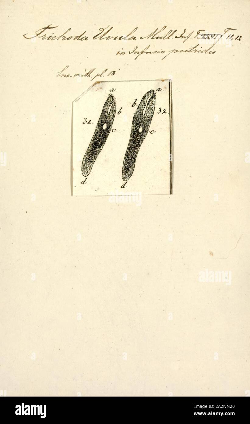 Trichoda uvula, Print Stock Photo