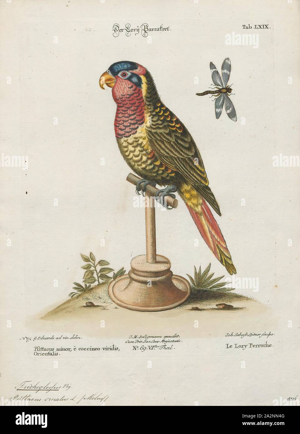 Trichoglossus ornatus, Print, The ornate lorikeet (Trichoglossus ornatus) is a species of parrot in the family Psittaculidae. It is endemic to the Sulawesi archipelago in Indonesia. It is found in forest, woodland, mangrove and plantations, and is locally common., 1700-1880 Stock Photo