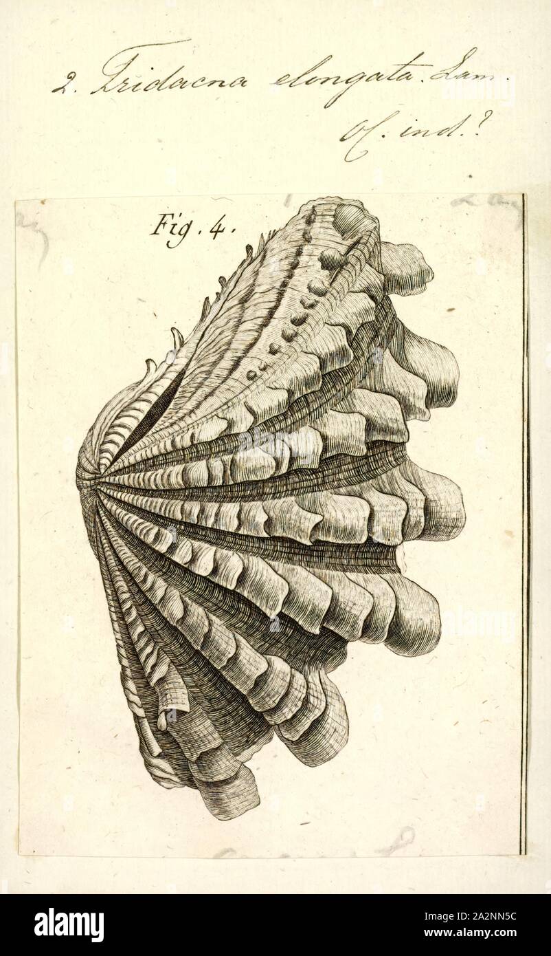 Tridacna elongata, Print, Tridacna is a genus of large saltwater clams, marine bivalve molluscs in the subfamily Tridacninae, the giant clams. They have heavy shells, fluted with 4 to 6 folds. The mantle is brightly coloured. They inhabit shallow waters of coral reefs in warm seas of the Indo-Pacific region.These clams are popular in marine aquaria, and in some areas, such as the Philippines, members of the genus are farmed for the marine aquarium trade. They live in symbiosis with photosynthetic algae (zooxanthellae). Some species are eaten by humans Stock Photo