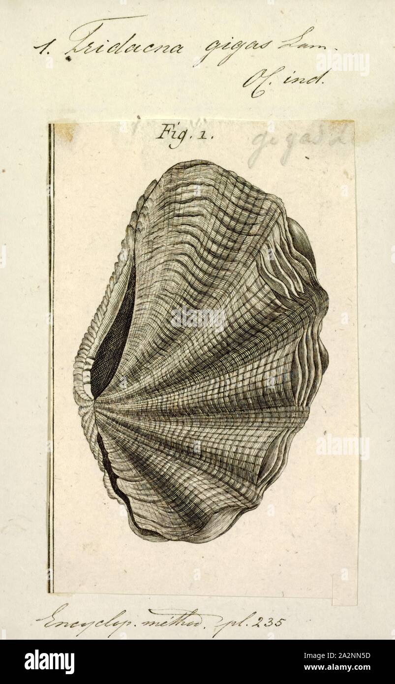 Largest living bivalve mollusks hires stock photography and images Alamy