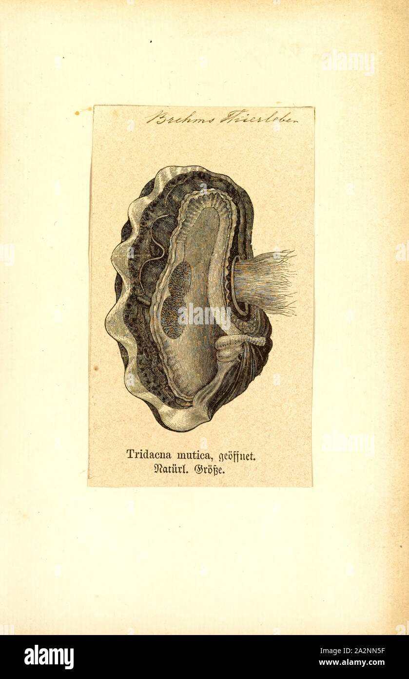 Tridacna mutica, Print, Tridacna is a genus of large saltwater clams, marine bivalve molluscs in the subfamily Tridacninae, the giant clams. They have heavy shells, fluted with 4 to 6 folds. The mantle is brightly coloured. They inhabit shallow waters of coral reefs in warm seas of the Indo-Pacific region.These clams are popular in marine aquaria, and in some areas, such as the Philippines, members of the genus are farmed for the marine aquarium trade. They live in symbiosis with photosynthetic algae (zooxanthellae). Some species are eaten by humans Stock Photo