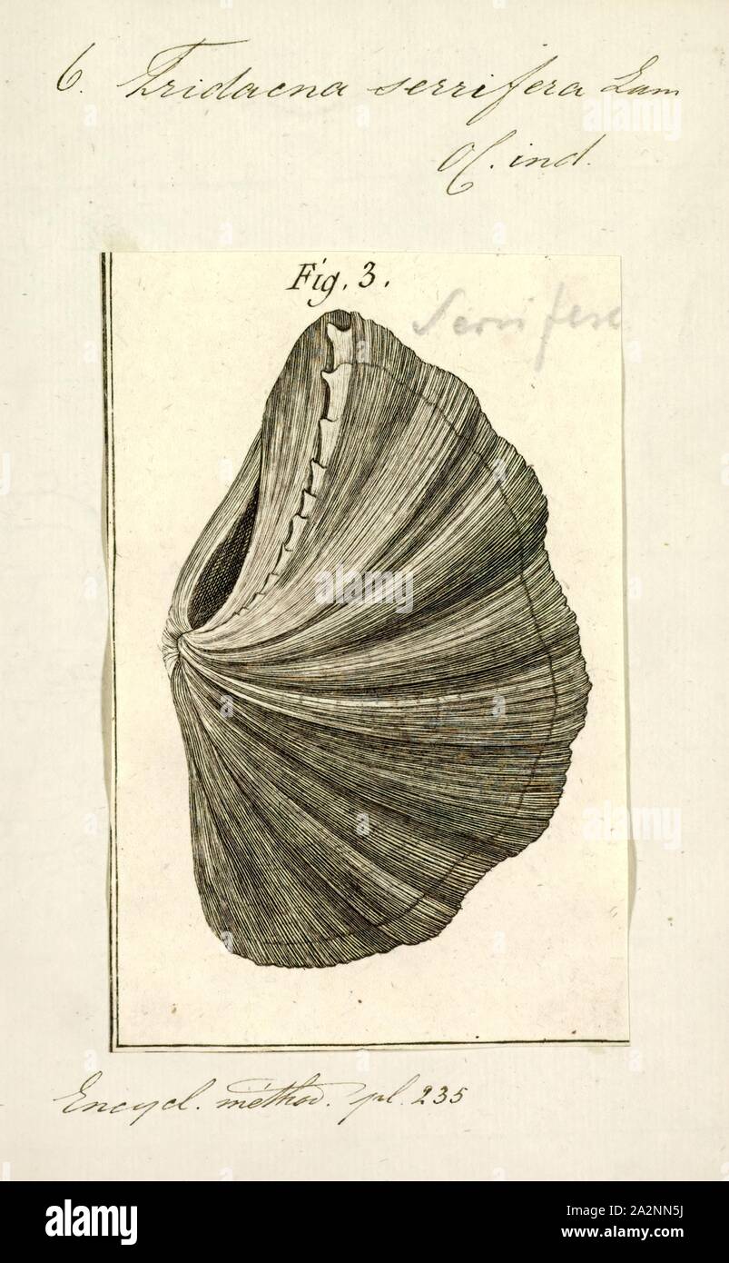 Tridacna serrifera, Print, Tridacna is a genus of large saltwater clams, marine bivalve molluscs in the subfamily Tridacninae, the giant clams. They have heavy shells, fluted with 4 to 6 folds. The mantle is brightly coloured. They inhabit shallow waters of coral reefs in warm seas of the Indo-Pacific region.These clams are popular in marine aquaria, and in some areas, such as the Philippines, members of the genus are farmed for the marine aquarium trade. They live in symbiosis with photosynthetic algae (zooxanthellae). Some species are eaten by humans Stock Photo
