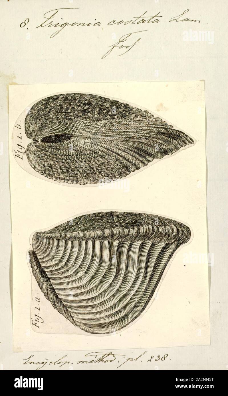 Trigonia costata, Print, Diagram of Trigonia costata James Parkinson, showing main morphological features of the shell exterior;a) Anterior; p) Posterior; d) Dorsal; v) Ventral; F) Flank; A) Area; c) Costae; mc) Marginal CarinaTrigonia costata ranges from the Lower Jurassic (Toarcian) to Middle Jurassic (Callovian).. Trigonia is an extinct genus of saltwater clams, fossil marine bivalve mollusk in the family Trigoniidae. The fossil range of the genus spans the Paleozoic, Mesozoic and Paleocene of the Cenozoic, from 298 to 56 Ma Stock Photo