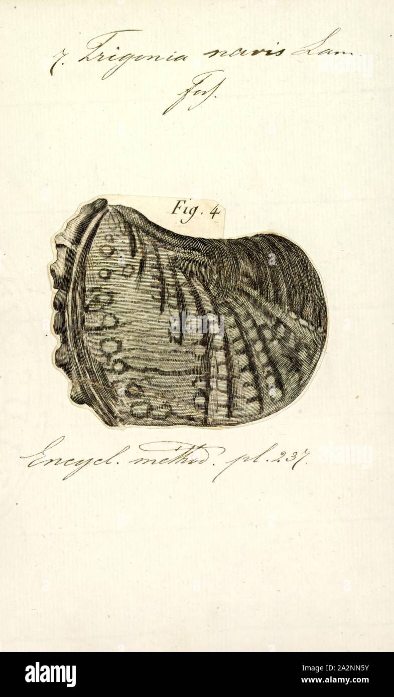Trigonia navis, Print, Diagram of Trigonia costata James Parkinson, showing main morphological features of the shell exterior;a) Anterior; p) Posterior; d) Dorsal; v) Ventral; F) Flank; A) Area; c) Costae; mc) Marginal CarinaTrigonia costata ranges from the Lower Jurassic (Toarcian) to Middle Jurassic (Callovian).. Trigonia is an extinct genus of saltwater clams, fossil marine bivalve mollusk in the family Trigoniidae. The fossil range of the genus spans the Paleozoic, Mesozoic and Paleocene of the Cenozoic, from 298 to 56 Ma Stock Photo